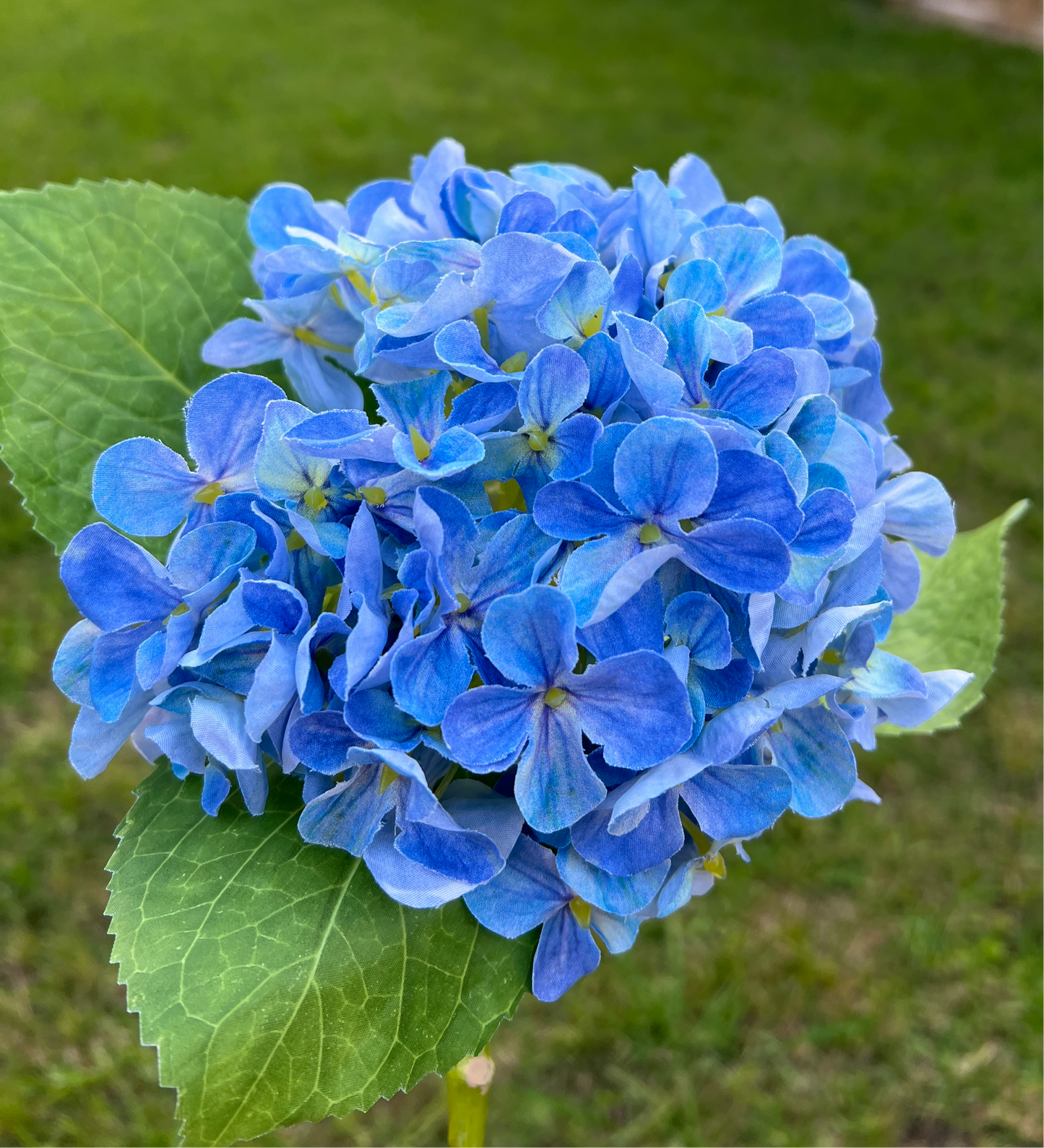 FRESH CUT VIVID BLUE SPRING HY