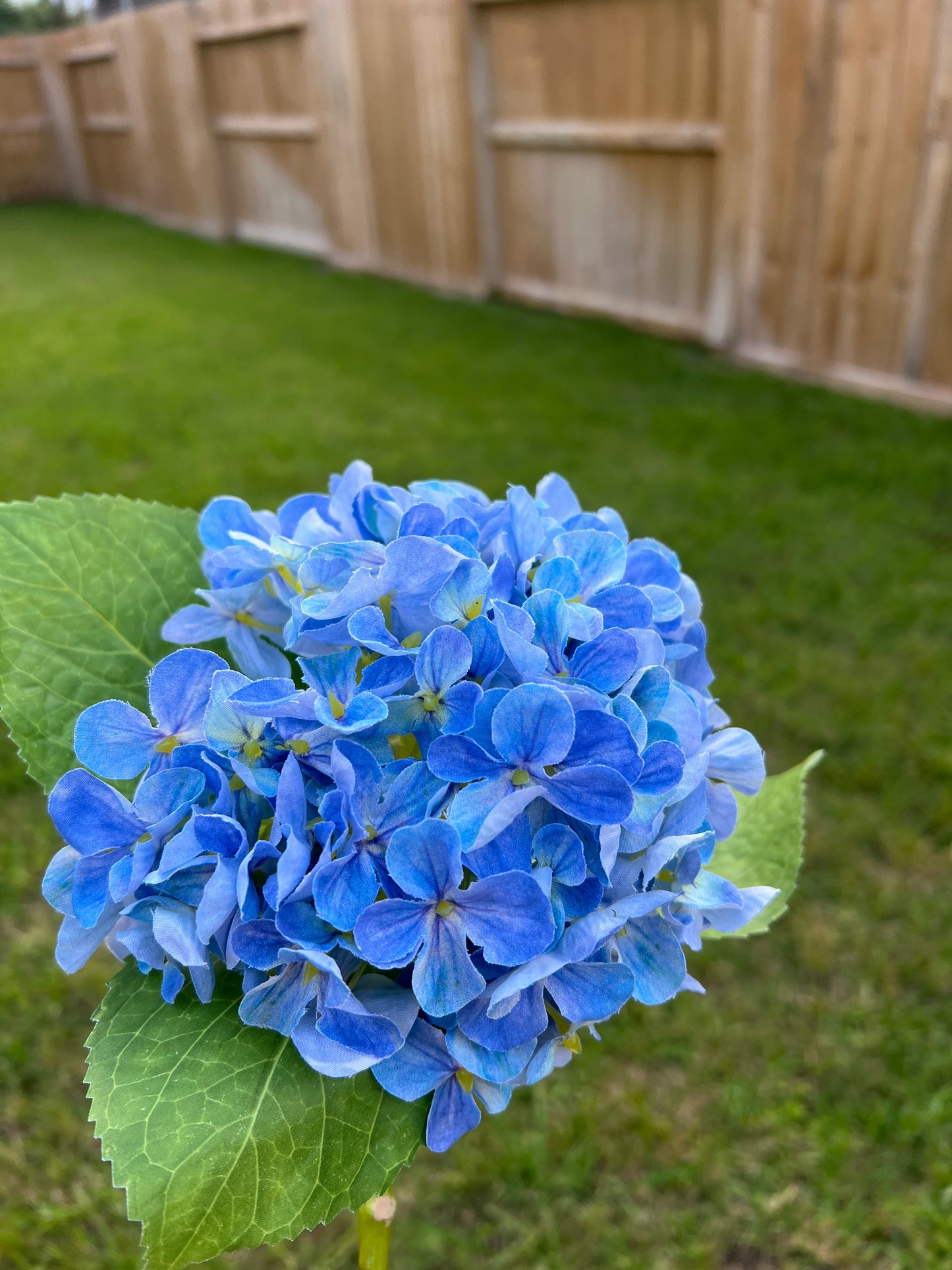 FRESH CUT VIVID BLUE SPRING HY