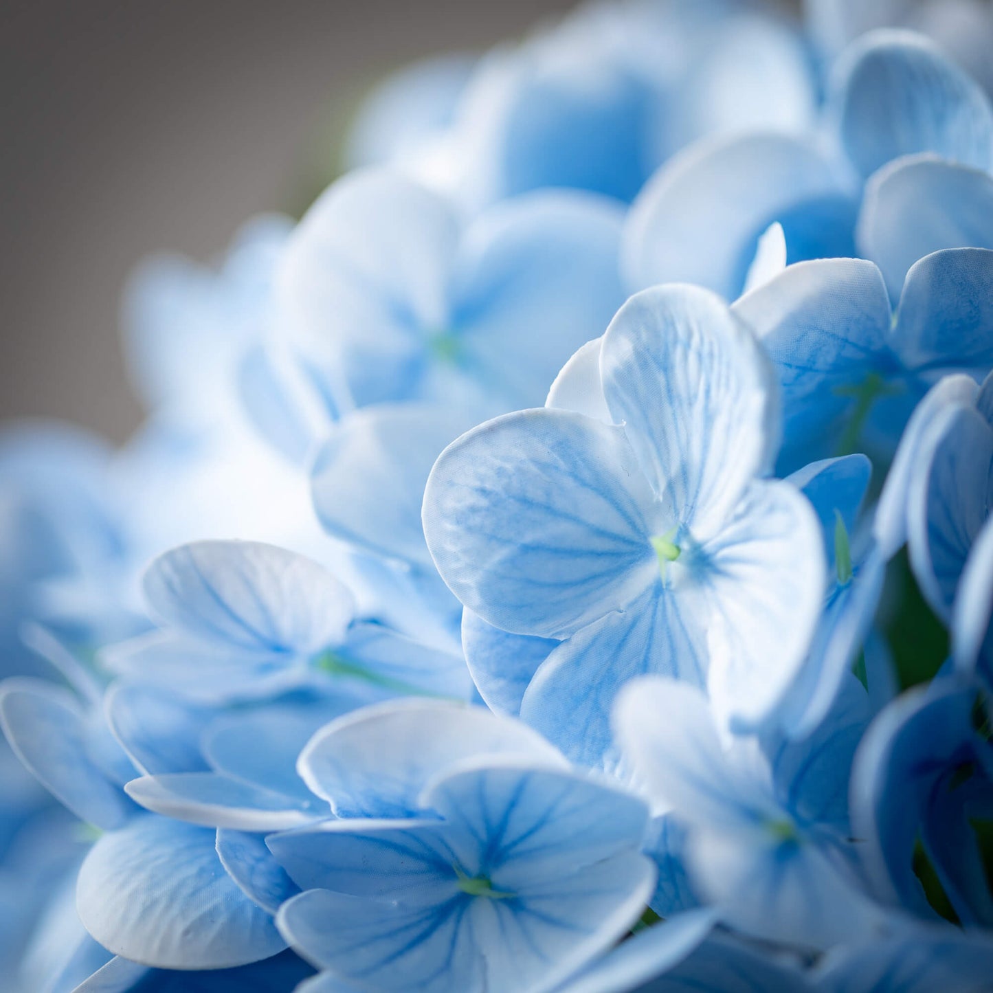FRESH CUT VIVID BLUE SPRING HY