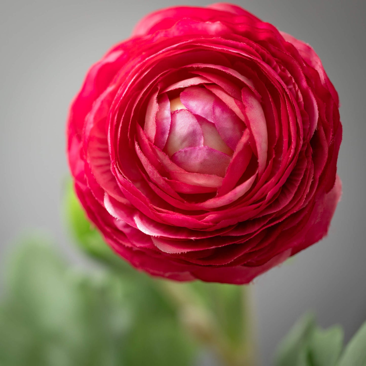 FUCHSIA RANUNCULUS SPRAY