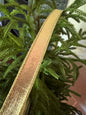 Flashy velvet gold ribbon 1”x 10 yrd