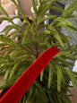 Red velvet ribbon 1” x 10 yrd