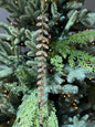 JEWELED GOLDEN WISTERIA ORNAMENT