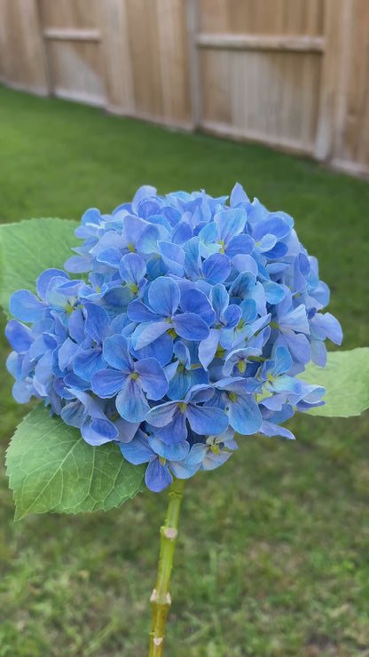 FRESH CUT VIVID BLUE SPRING HY